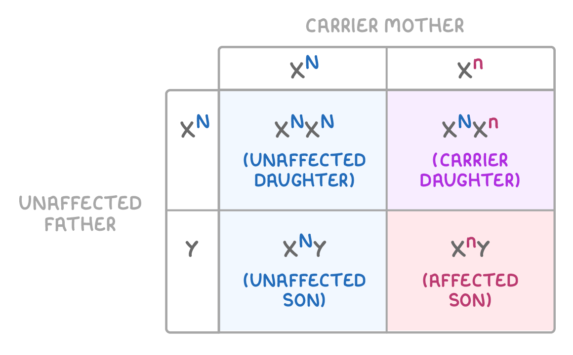 Punnett square with the carrier mother's X^N and X^n across the top and the unaffected father's X^N and Y down the side, cells labelled unaffected daughter, carrier daughter, unaffected son and affected son.