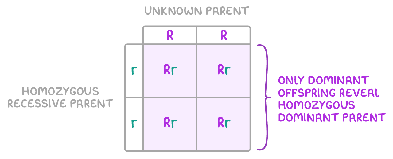 A two-by-two grid, the unknown parent's R and R along the top, the homozygous recessive parent's r and r down the side, all four cells Rr, labelled only dominant offspring reveal homozygous dominant parent.