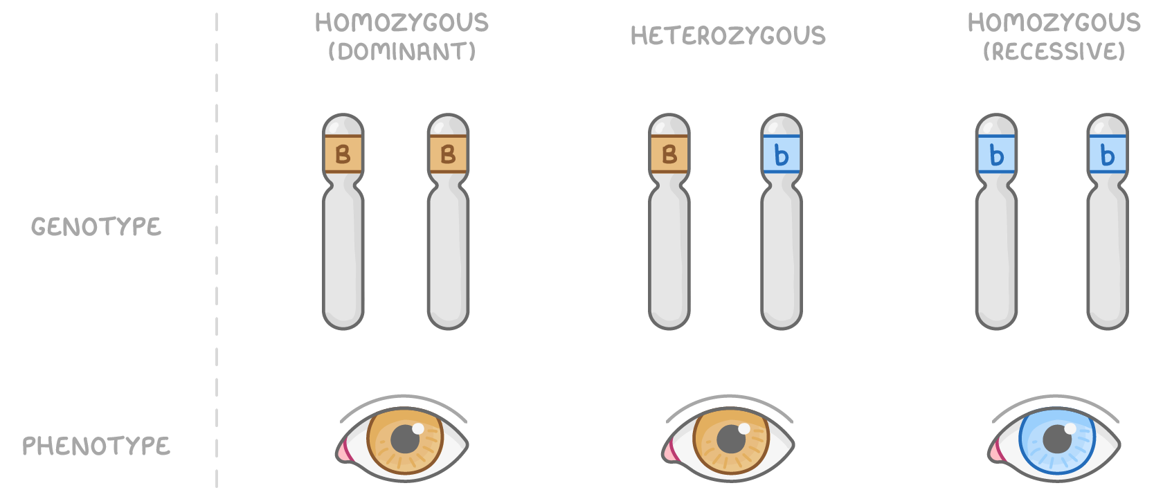 Three columns headed homozygous (dominant), heterozygous and homozygous (recessive), each showing a chromosome pair marked BB, Bb or bb in a genotype row, above a phenotype row of brown, brown and blue eyes.