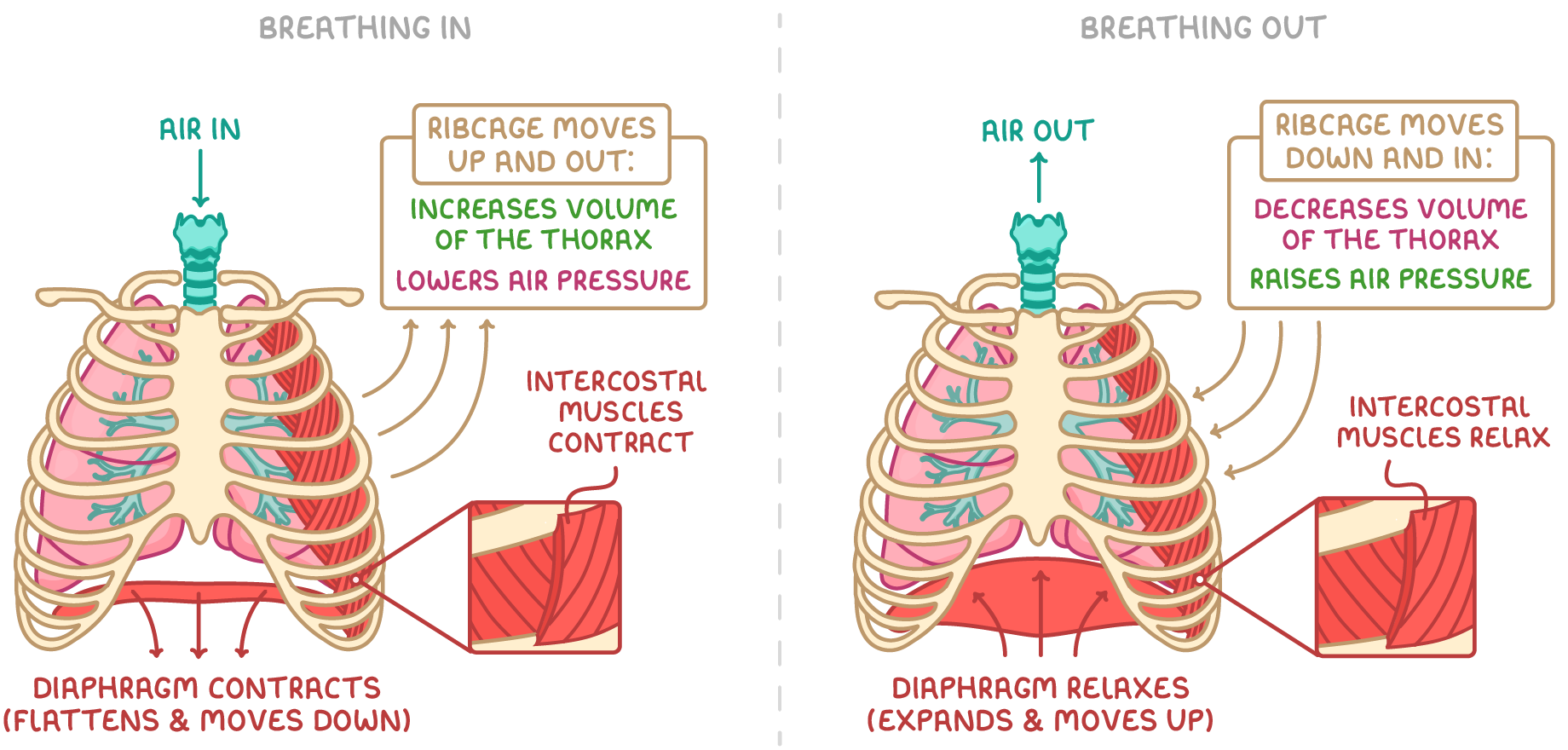 Two ribcage and lung diagrams headed breathing in and breathing out, one with the diaphragm flattened and air in, the other with it domed and air out, both labelling the intercostal muscles.