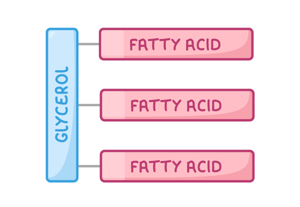 A tall blue bar labelled glycerol on the left, joined by three short lines to three pink bars stacked one above another, each labelled fatty acid.
