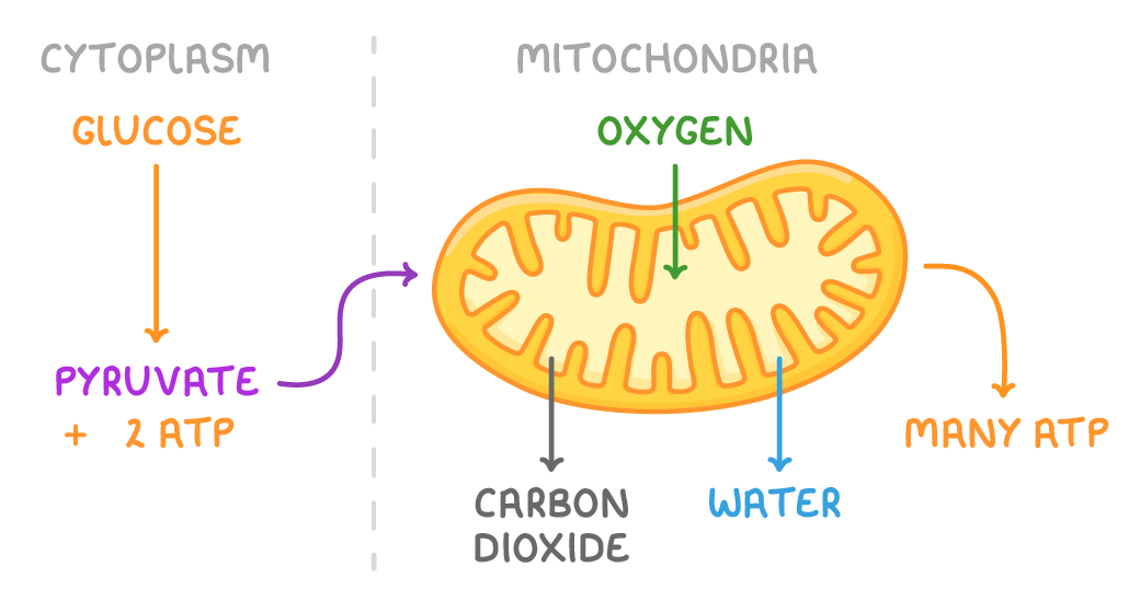 A dashed line divides cytoplasm, where glucose becomes pyruvate and 2 ATP, from mitochondria, where an arrow carries pyruvate into a mitochondrion taking in oxygen and giving out carbon dioxide, water and many ATP.