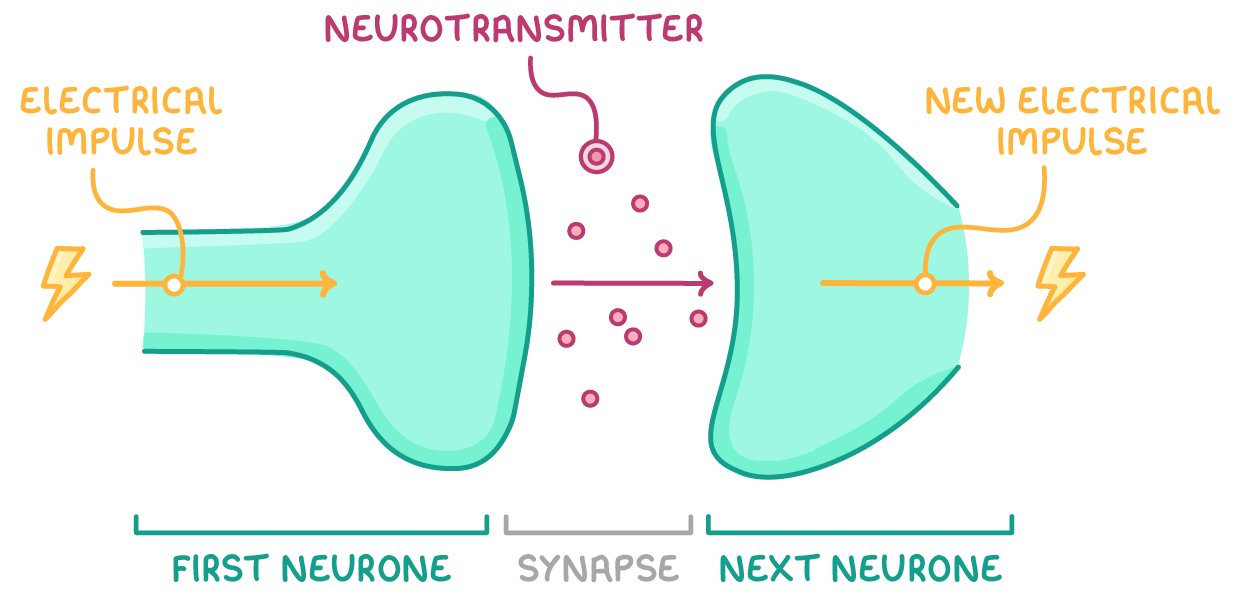 Two neurone endings facing each other across a gap, with dots scattered in the gap and arrows pointing right, labelled electrical impulse, neurotransmitter, new electrical impulse, first neurone, synapse and next neurone.