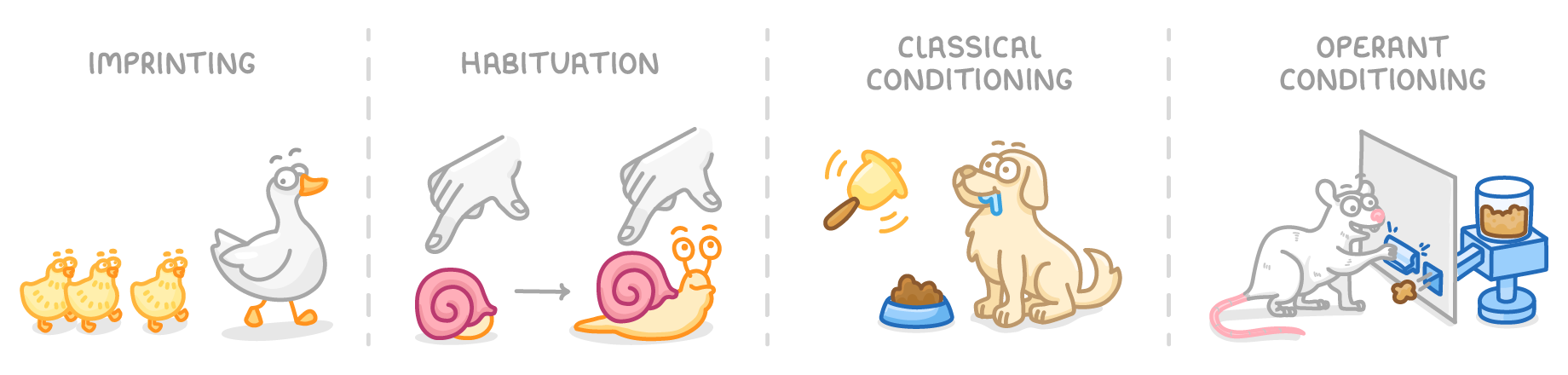 Four panels: imprinting, ducklings following an adult bird; habituation, a snail leaving its shell despite a pointing finger; classical conditioning, a dog drooling at a bell; operant conditioning, a rat pressing a lever.
