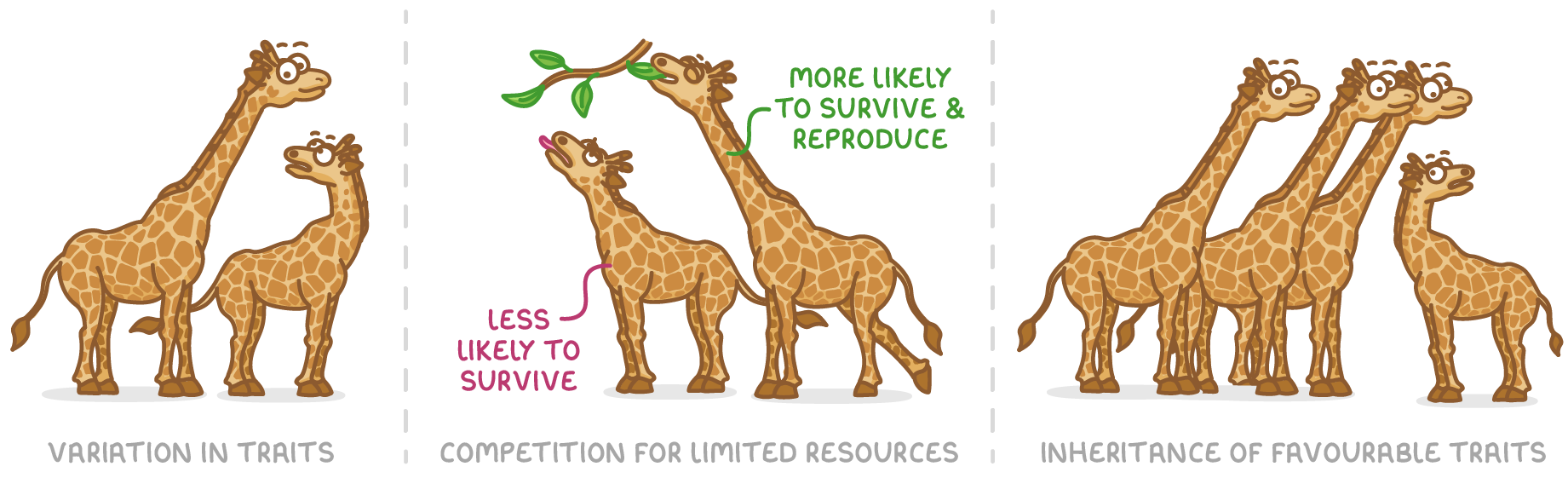 Three cartoon panels of giraffes labelled variation in traits, competition for limited resources, and inheritance of favourable traits, with the tall giraffe reaching leaves marked more likely to survive and reproduce.