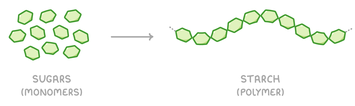 Ten loose green hexagons labelled sugars (monomers) on the left, an arrow pointing right, and the same hexagons joined edge to edge into a wavy chain labelled starch (polymer), trailing off at both ends.