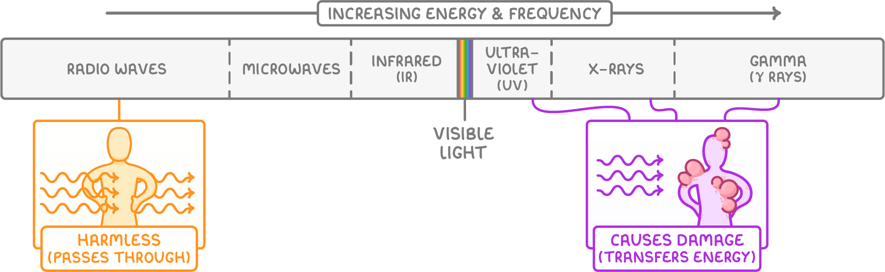 An electromagnetic spectrum strip under an increasing energy & frequency arrow, a figure at the radio end labelled harmless (passes through) and a blistered figure at the gamma end labelled causes damage (transfers energy).