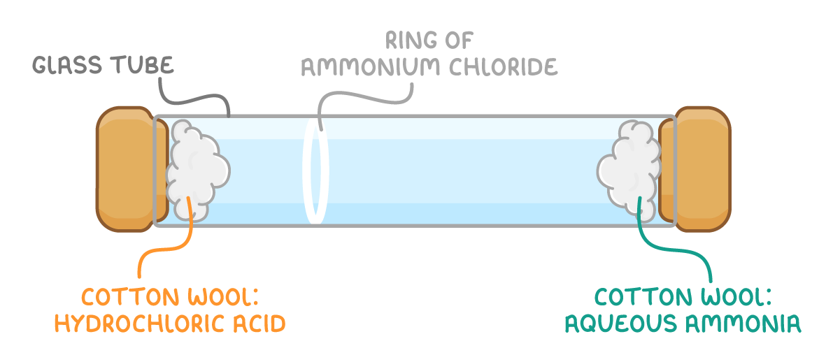 A stoppered glass tube with cotton wool labelled hydrochloric acid at the left end, cotton wool labelled aqueous ammonia at the right end, and a ring of ammonium chloride much nearer the left end.