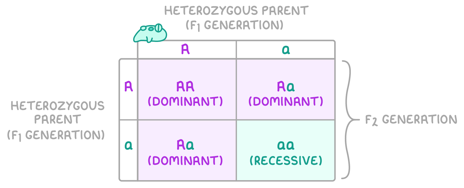 A two-by-two grid with A and a along the top and side, each labelled heterozygous parent F1 generation, cells reading AA, Aa, Aa and aa marked dominant or recessive, bracketed as the F2 generation.