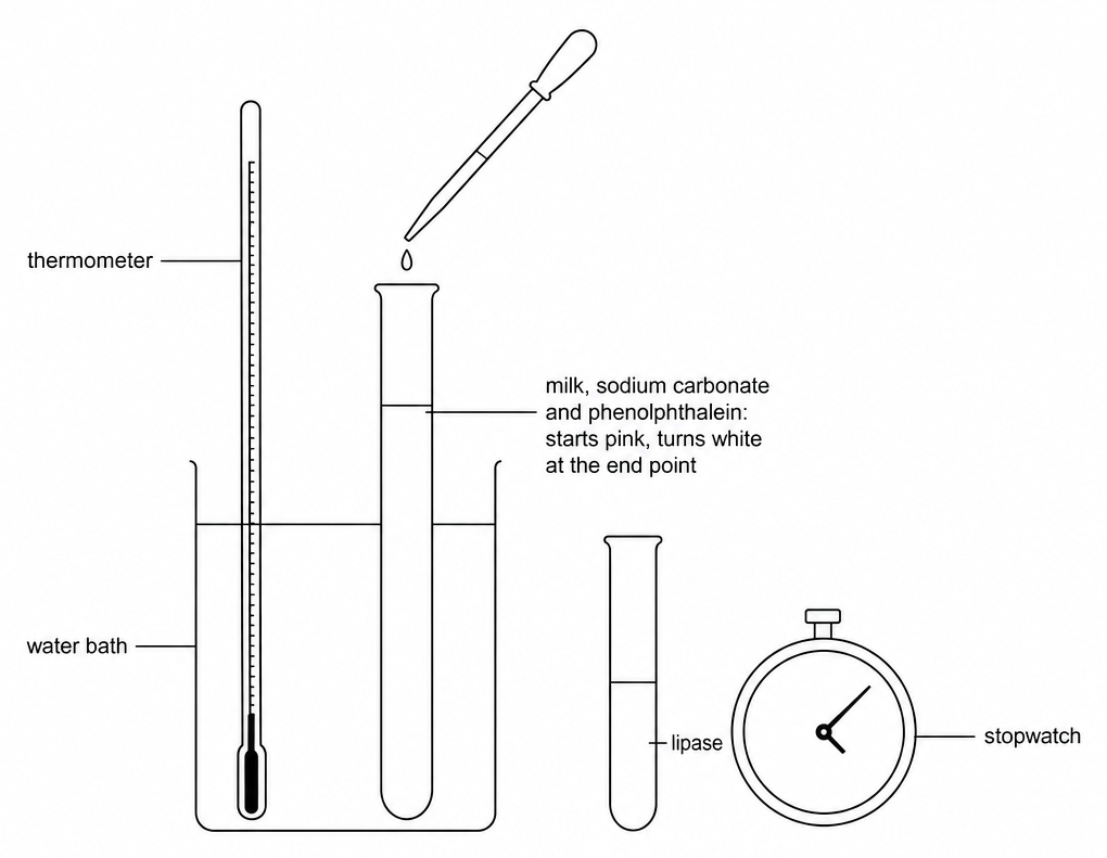 A thermometer and a tube of milk, sodium carbonate and phenolphthalein in a water bath, labelled starts pink, turns white, with a dropper above it, a tube of lipase, and a stopwatch.