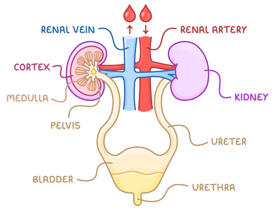 The urinary system with two kidneys, the left one cut open, labelled renal vein, renal artery, cortex, medulla, pelvis, kidney, ureter, bladder and urethra, with ureters draining into a part-filled bladder.