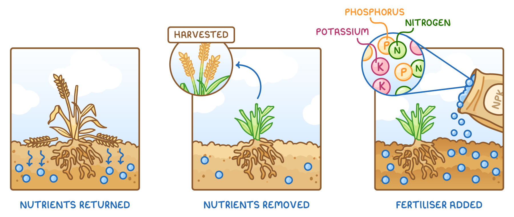 Three panels: a dying crop returns nutrients to the soil; harvesting removes them; then NPK fertiliser, shown close up as nitrogen, phosphorus and potassium, is added to the soil.