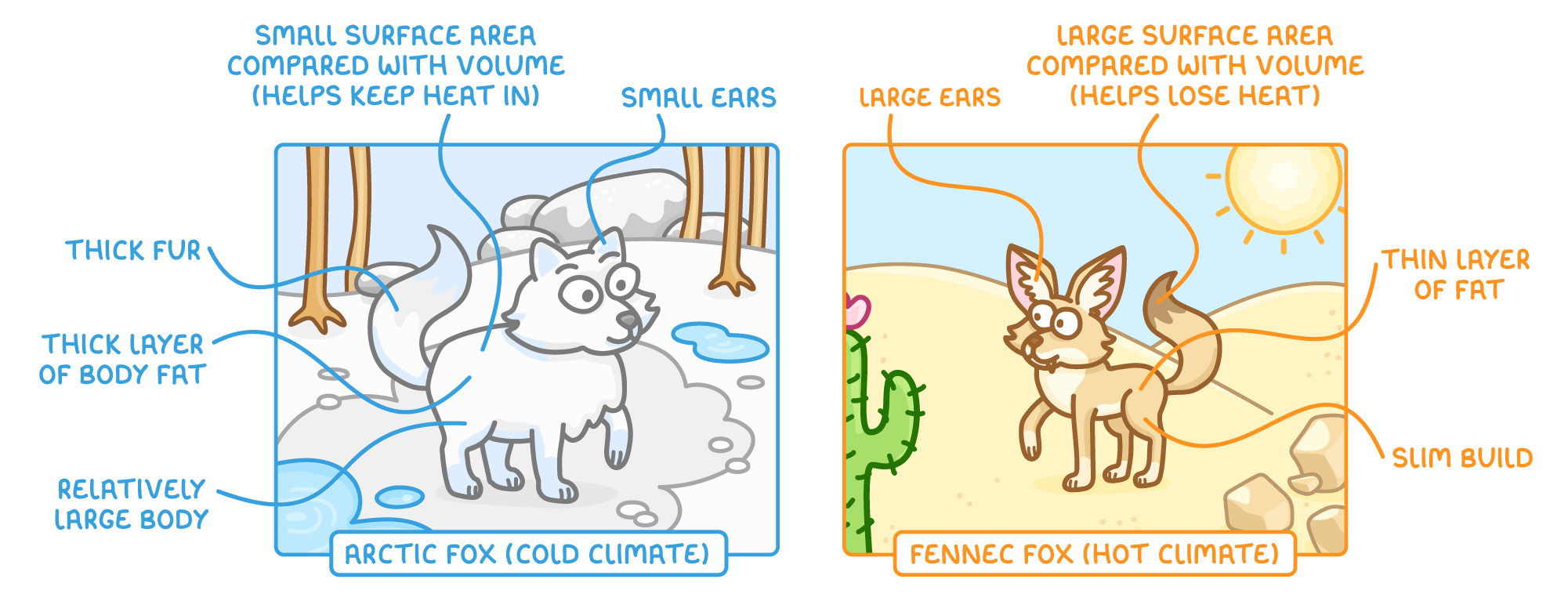 An Arctic fox in snow labelled thick fur, thick body fat, small ears and small surface area compared with volume, beside a desert fennec fox labelled large ears, thin fat and slim build.