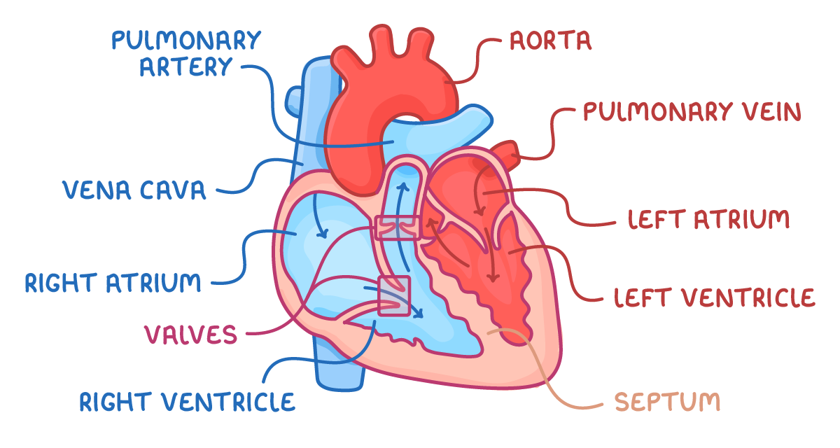 A cut-away heart, blue right side, red left side, arrows tracing blood flow, labelled pulmonary artery, vena cava, right atrium, valves, right ventricle, aorta, pulmonary vein, left atrium, left ventricle and septum.