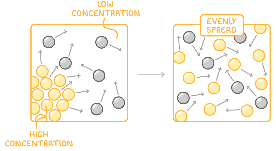 Two boxes joined by an arrow: in the first, yellow particles are clustered in a corner labelled high concentration, with its spaced-out top right labelled low concentration; in the second, labelled evenly spread, they are mixed evenly among the grey ones, all carrying motion arrows.