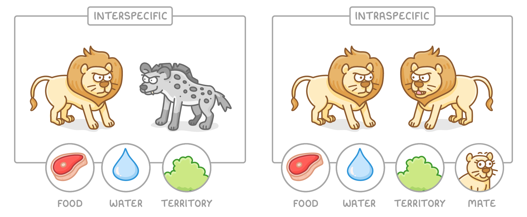 Two boxes: one labelled interspecific holds a lion facing a hyena above circles for food, water and territory; the other labelled intraspecific holds two lions above food, water, territory and mate.