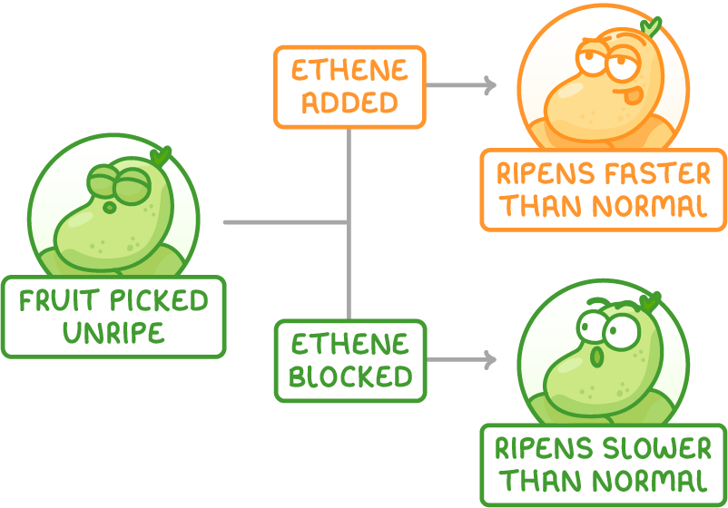 A cartoon fruit labelled fruit picked unripe branches two ways: ethene added leads to an orange fruit labelled ripens faster than normal, ethene blocked to a green one labelled ripens slower than normal.