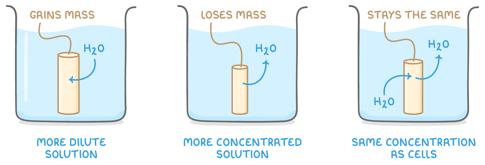 Three beakers holding potato cylinders, labelled gains mass in the more dilute solution, loses mass in the more concentrated solution, and stays the same at the same concentration as cells, with H2O arrows.