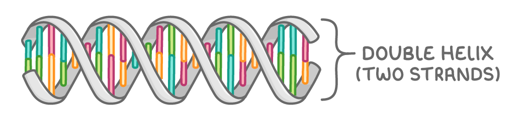 A stretch of DNA drawn as two grey strands spiralling round each other with coloured bars paired between them, and a bracket to the right labelled double helix (two strands).