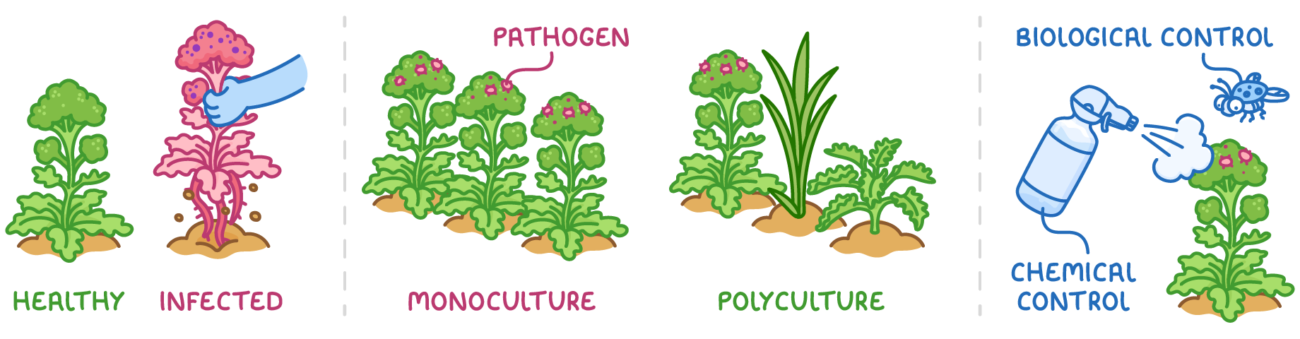 Three panels of crops: a healthy plant and an infected one being pulled up, monoculture with a labelled pathogen beside polyculture, and chemical control spraying next to a ladybird for biological control.