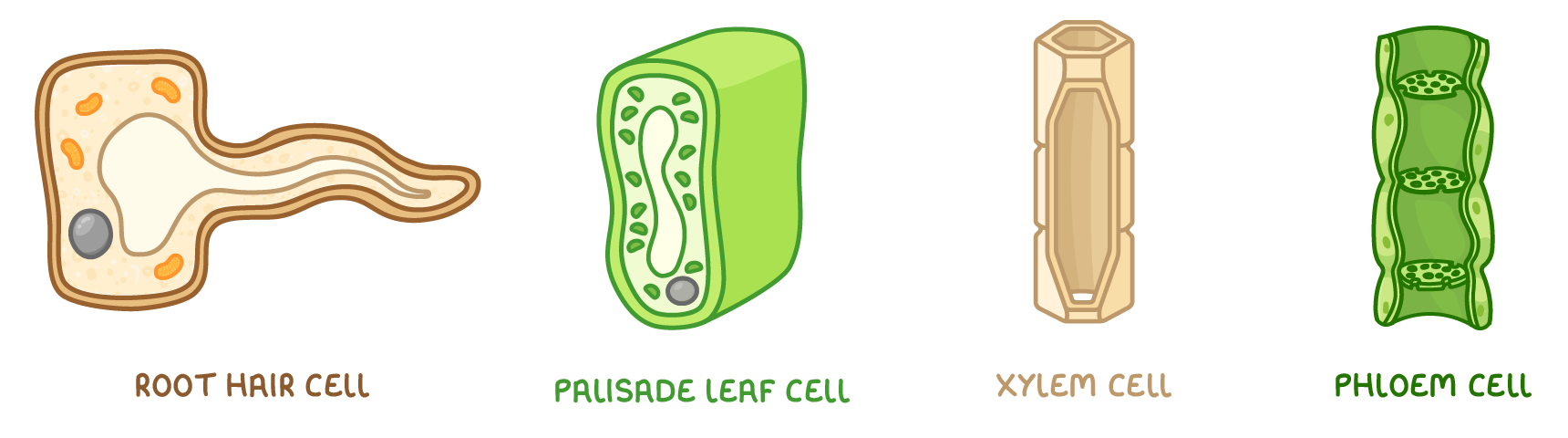 Four plant cells named root hair cell, palisade leaf cell, xylem cell and phloem cell: one with a long projection, one green with chloroplasts, one a hollow tube, one stacked with cross walls.