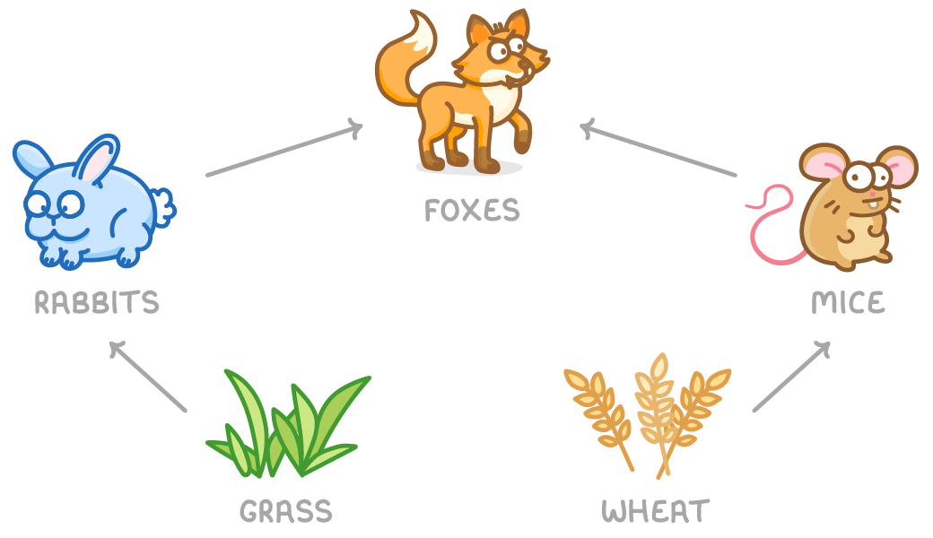 A small food web with grey arrows: grass to rabbits and wheat to mice, with both rabbits and mice pointing up to foxes in the middle, each animal drawn and named.