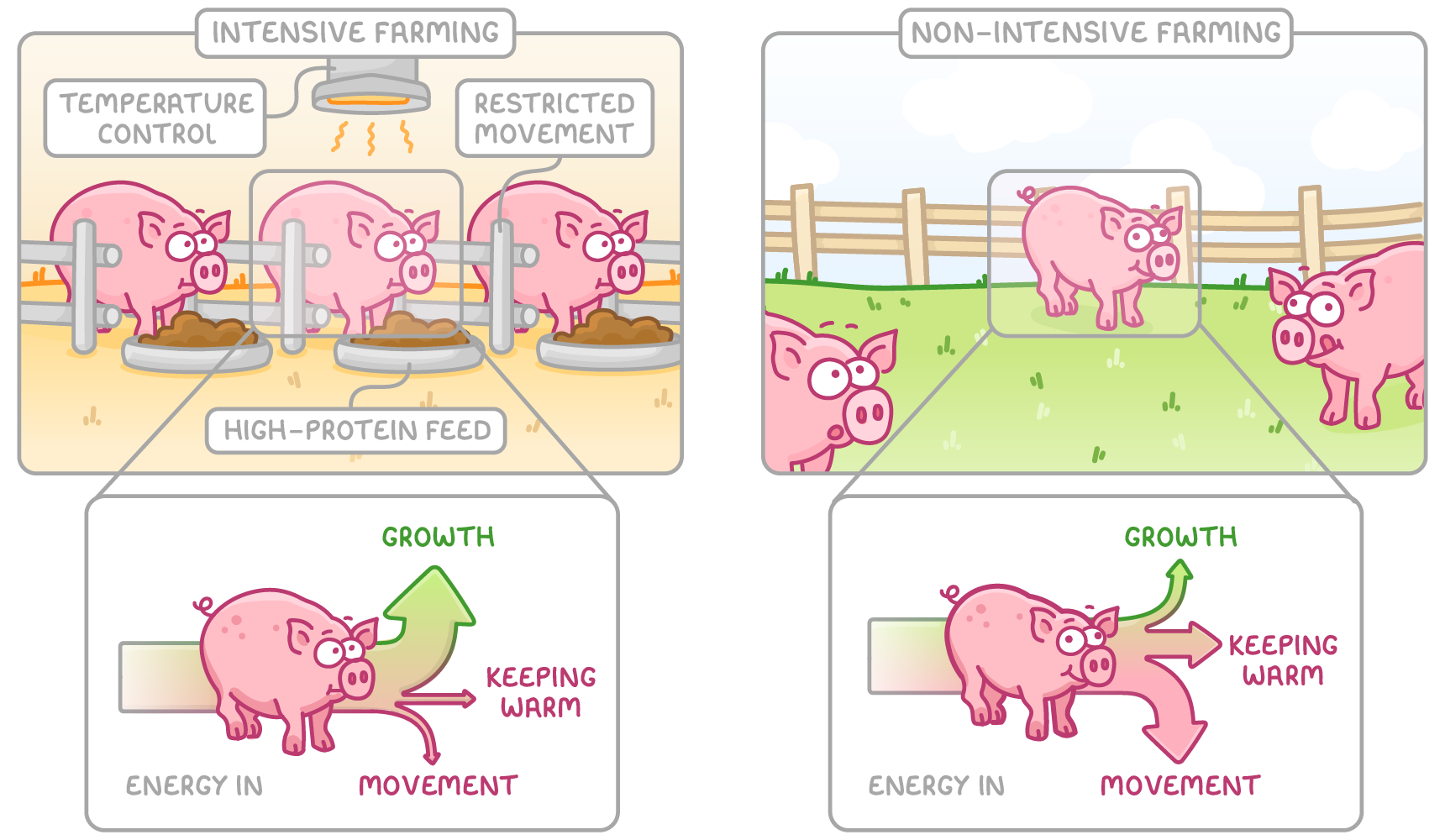 Pigs in a barn labelled intensive farming with temperature control, restricted movement and high-protein feed, beside pigs in a field labelled non-intensive farming; energy diagrams below show a bigger growth arrow indoors.