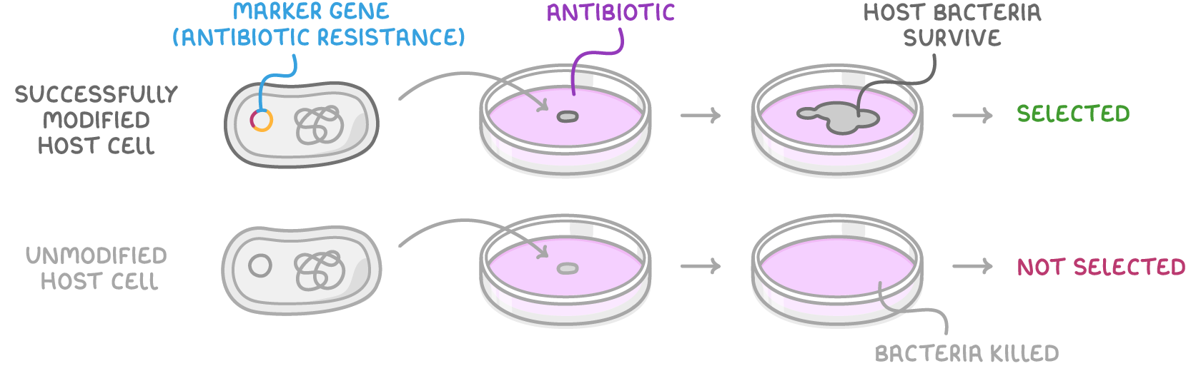A successfully modified host cell carrying a marker gene (antibiotic resistance) grows into a colony on an antibiotic plate and is selected, while an unmodified host cell below is killed and not selected.
