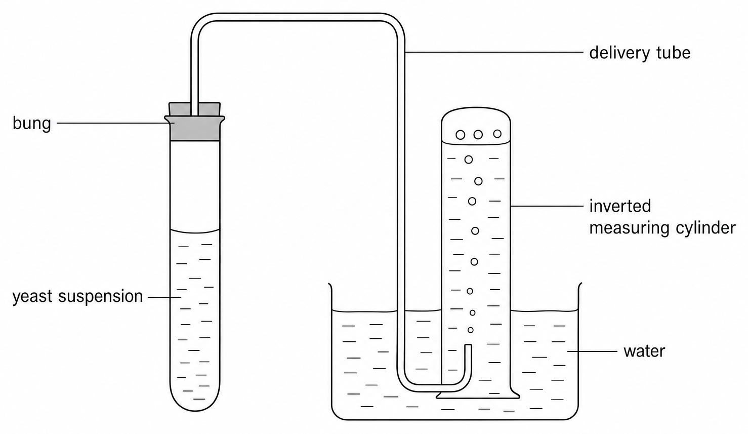 A bunged tube of yeast suspension on the left, a tube curving over into an inverted cylinder in a trough with bubbles rising; labelled bung, yeast suspension, delivery tube, inverted measuring cylinder, and water.