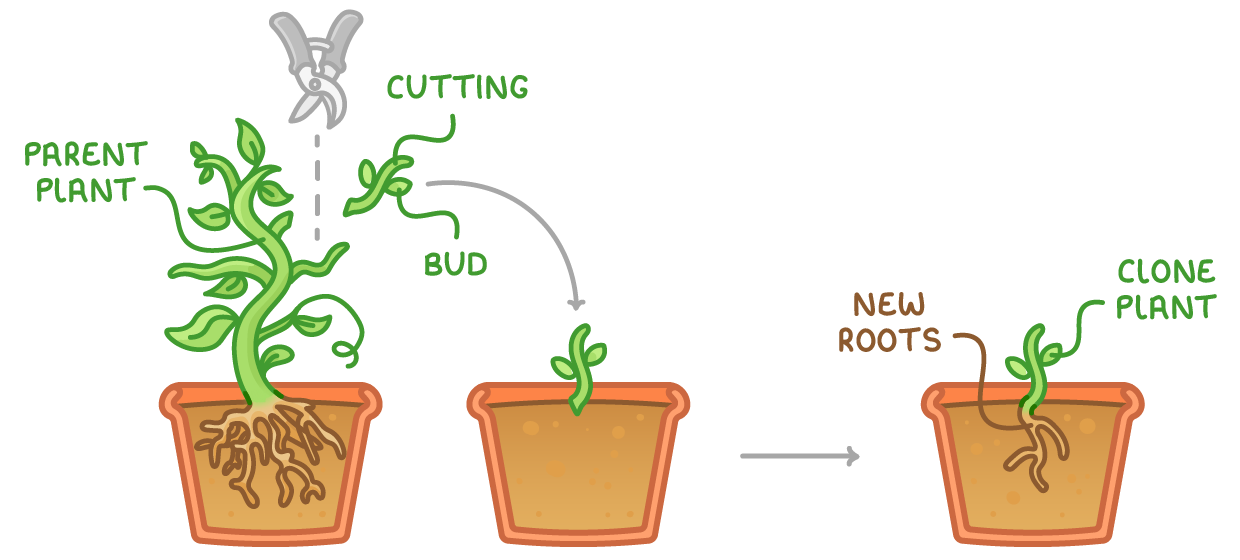 Pruning shears cut a shoot from a potted parent plant, the piece labelled cutting with a bud, which is planted in a second pot and grows new roots into a clone plant.