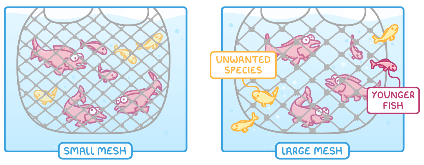 Two nets of fish underwater: one labelled small mesh holds every fish, the other labelled large mesh lets small yellow fish labelled unwanted species and a pink one labelled younger fish slip out.