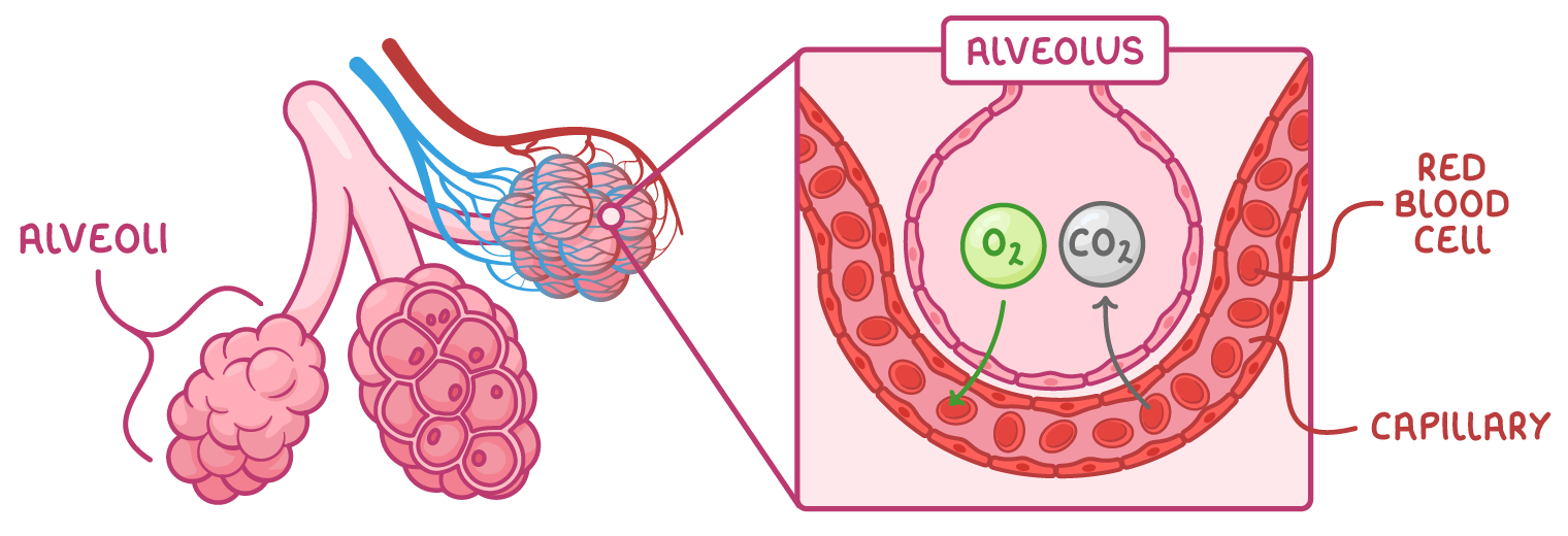 Alveoli on a bronchiole labelled alveoli, and a boxed close-up labelled alveolus, capillary and red blood cell, with an arrow taking oxygen into the blood and another bringing carbon dioxide out.