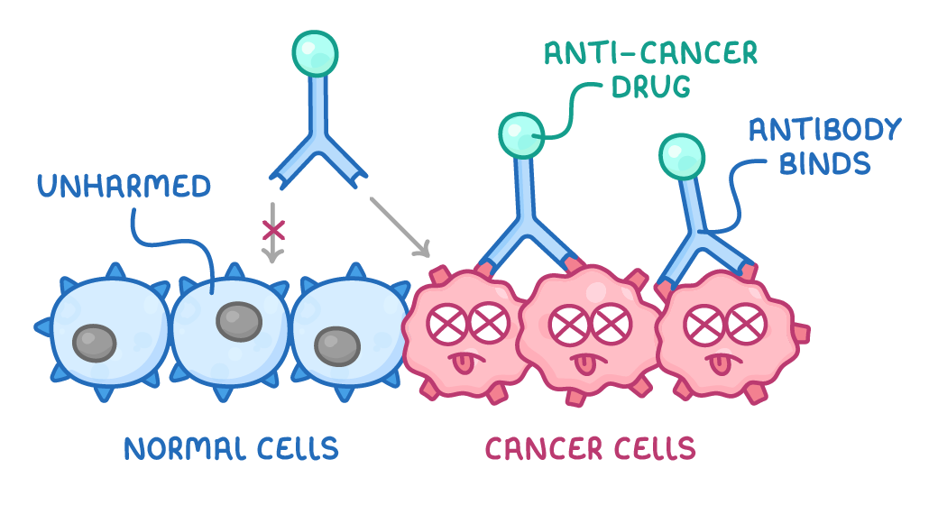 Three normal cells on the left with a cross blocking an antibody, and three cancer cells on the right with antibodies carrying an anti-cancer drug bound to them; labels read unharmed and antibody binds.