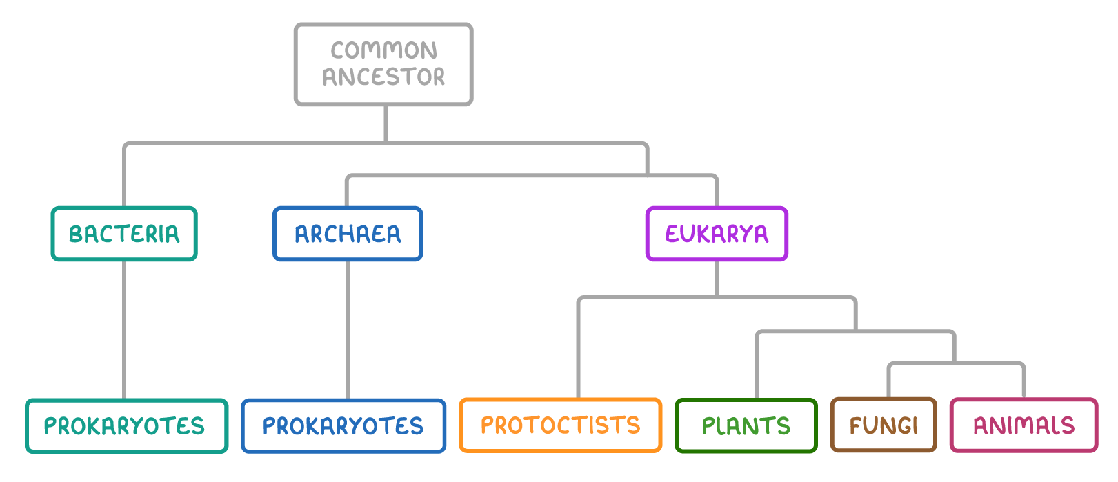 A branching tree from common ancestor splitting into bacteria and archaea, each leading to prokaryotes, and eukarya, which splits into protoctists, plants, fungi and animals.