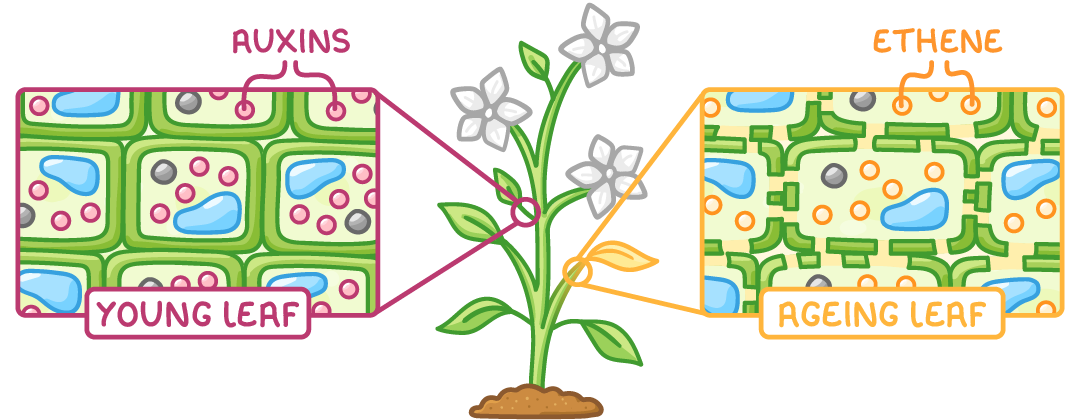 A flowering plant with two close-ups of leaf cells: one boxed young leaf with pink dots labelled auxins, and one boxed ageing leaf with broken cell walls and orange dots labelled ethene.