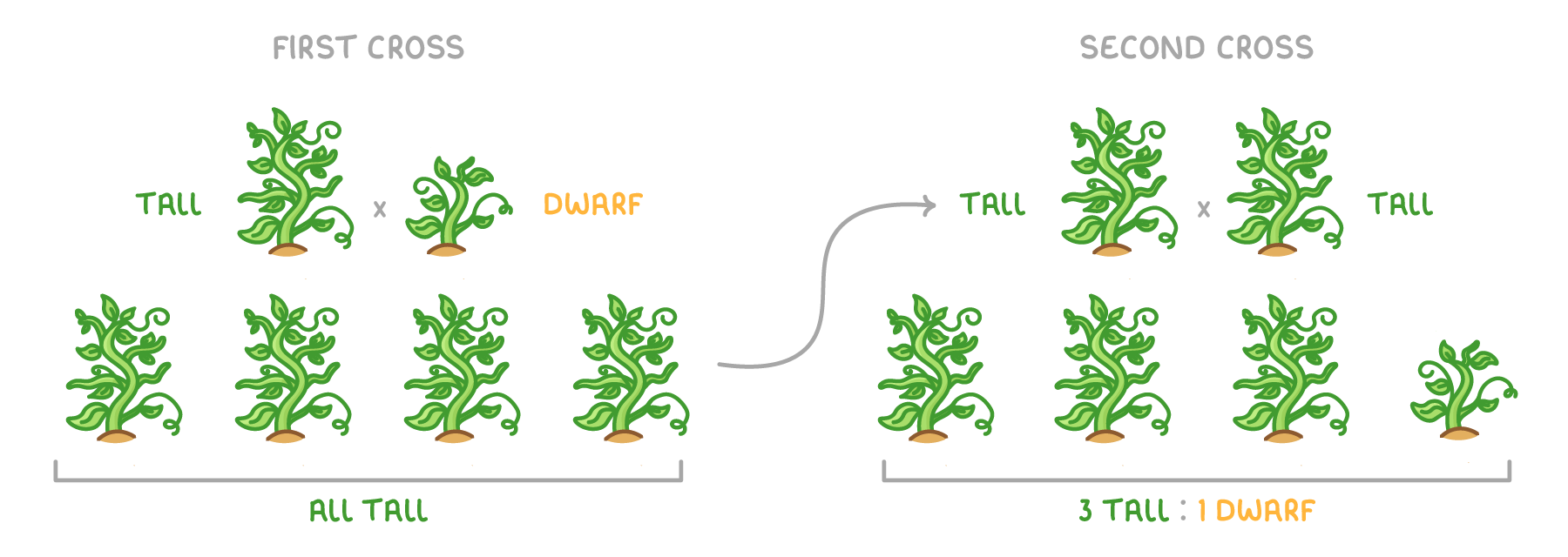 First cross: a tall pea plant by a dwarf, giving four tall offspring marked all tall; second cross: tall by tall giving three tall plants and one dwarf, marked 3 tall : 1 dwarf.