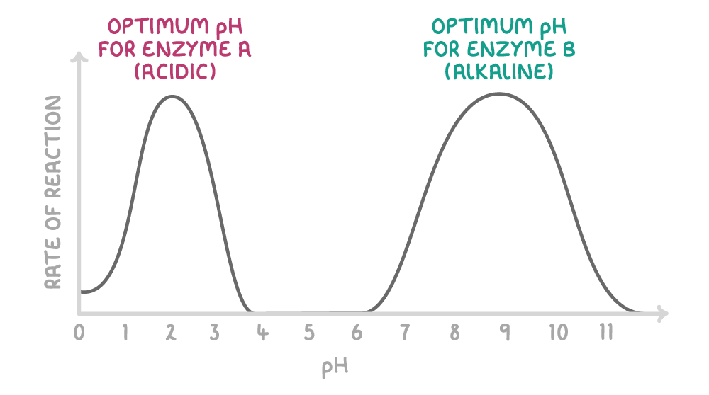 Rate of reaction against pH from 0 to 11 shows two peaks: one near pH 2 labelled optimum pH for enzyme A (acidic), one near pH 9 labelled optimum pH for enzyme B (alkaline).