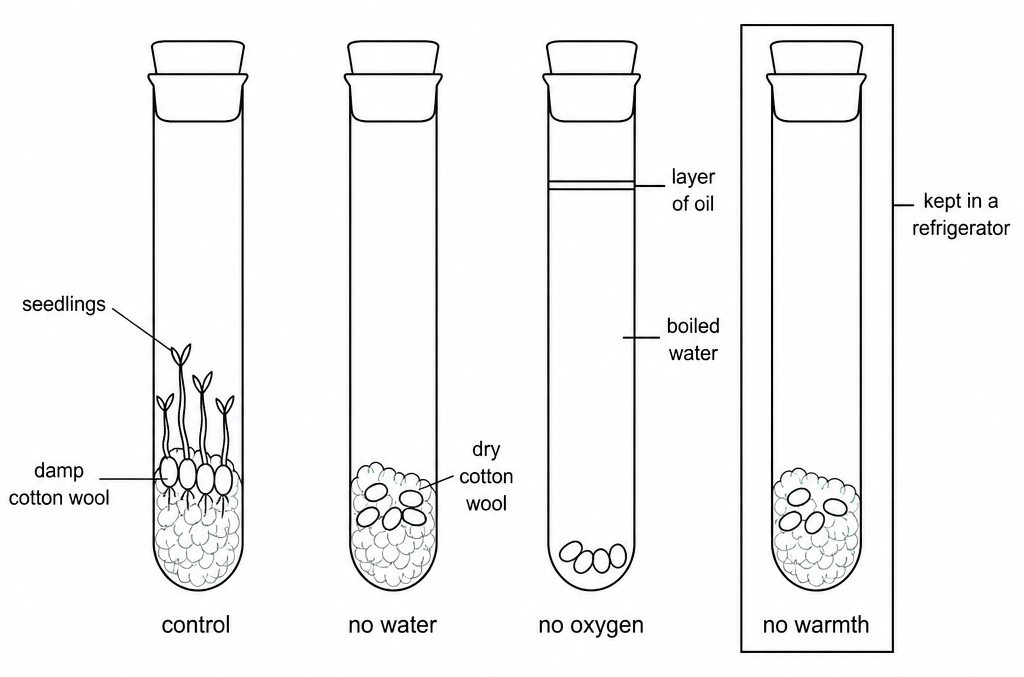 Four tubes labelled control, no water, no oxygen, and no warmth, holding damp cotton wool with seedlings, dry cotton wool, seeds under boiled water and oil, and one kept in a refrigerator.