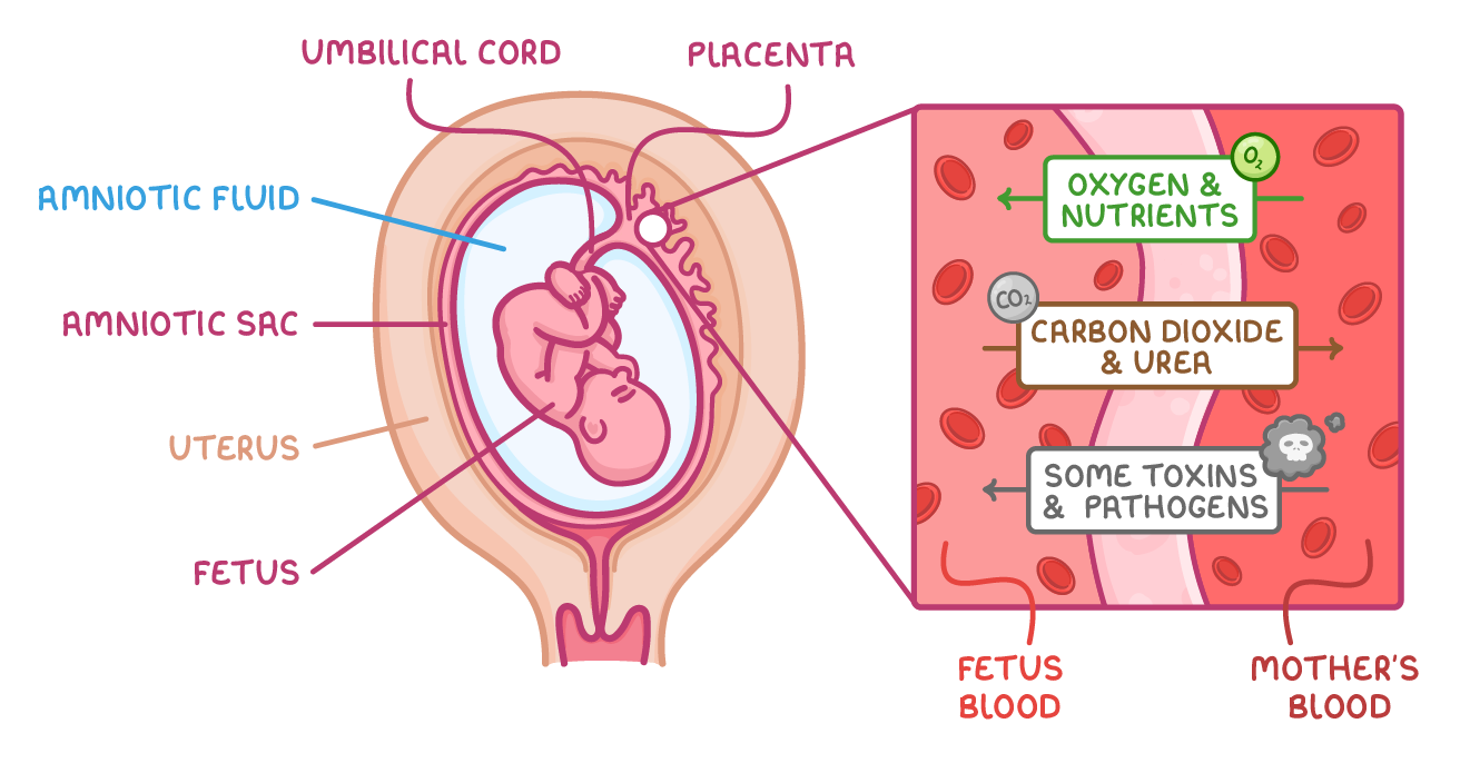 A foetus in the uterus labelled placenta, umbilical cord and amniotic sac, beside a close-up of the foetus's and mother's blood with arrows for oxygen and nutrients, carbon dioxide, urea, and toxins and pathogens.