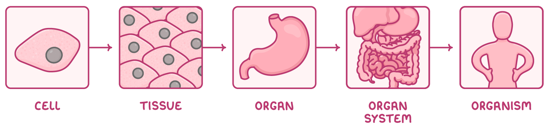 Five panels in a row joined by arrows showing a single cell, a sheet of similar cells, a stomach, the digestive system and a human figure, labelled cell, tissue, organ, organ system and organism.