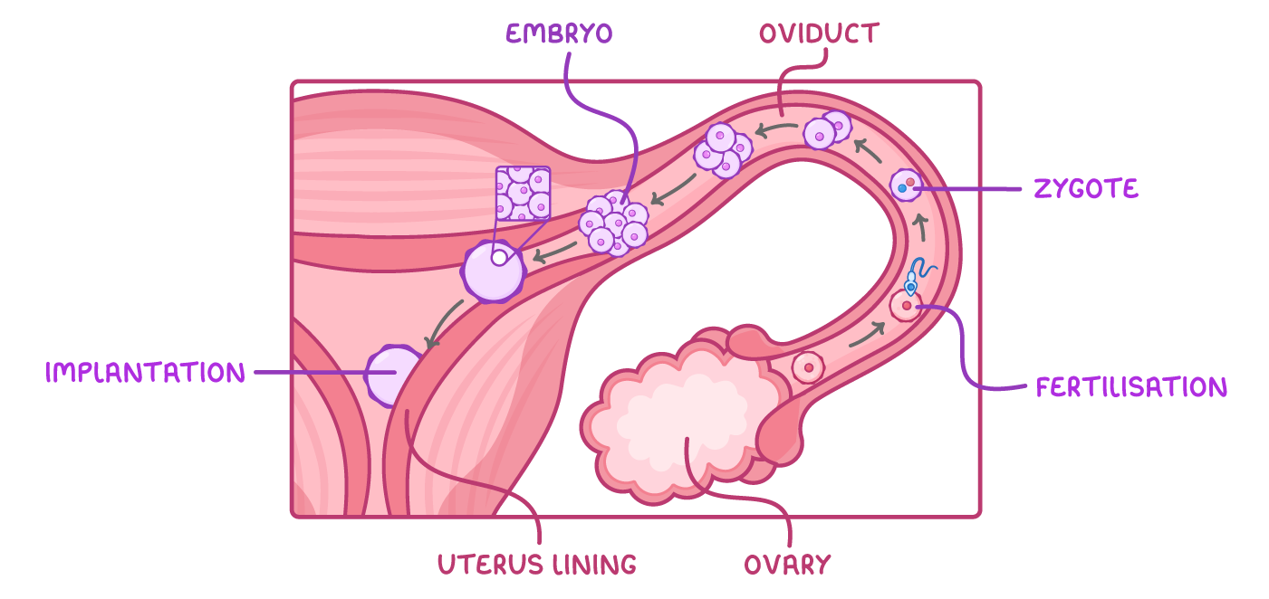 A cut-through female reproductive system with arrows tracing an egg from the ovary through fertilisation to a zygote dividing into a ball of cells along the oviduct, labelled embryo, implantation and uterus lining.