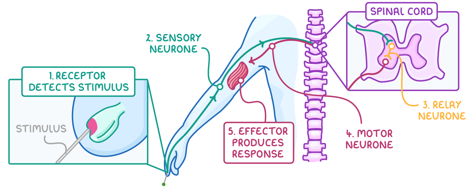 An arm touching a sharp point, with insets of the receptor and spinal cord, labelled stimulus, 1. receptor detects stimulus, 2. sensory neurone, 3. relay neurone, 4. motor neurone and 5. effector produces response.