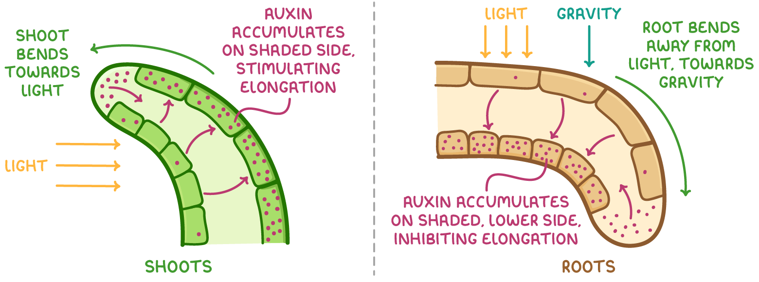 Two curved tips side by side: a green shoot bending towards light, auxin dots on its shaded side stimulating elongation, and a brown root bending away from light towards gravity, auxin there inhibiting elongation.