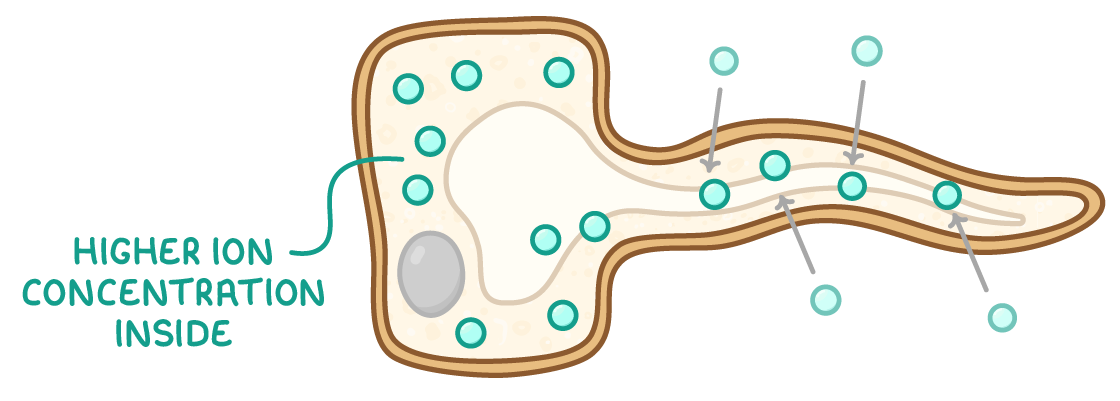 A root hair cell with a long finger-like hair, its cytoplasm dotted with green ions and paler ions outside arrowed inwards, labelled higher ion concentration inside.