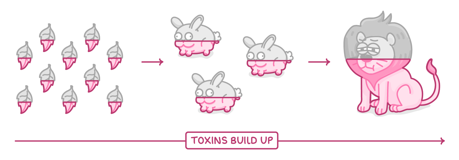 A food chain of leaves, then two rabbits, then a lion, joined by arrows, each stage shaded pink to a higher level than the last, above a long arrow labelled toxins build up.