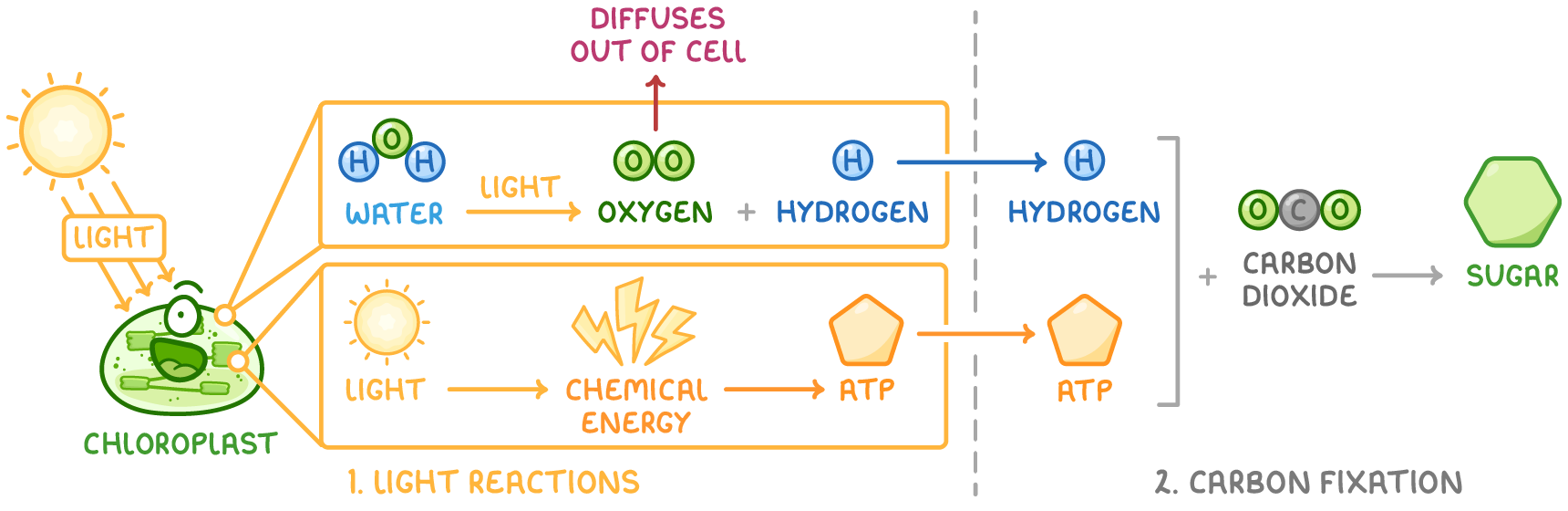 A chloroplast and sun feed two boxes headed 1. light reactions, where water splits into oxygen and hydrogen and light becomes chemical energy then ATP, passing to 2. carbon fixation making sugar.