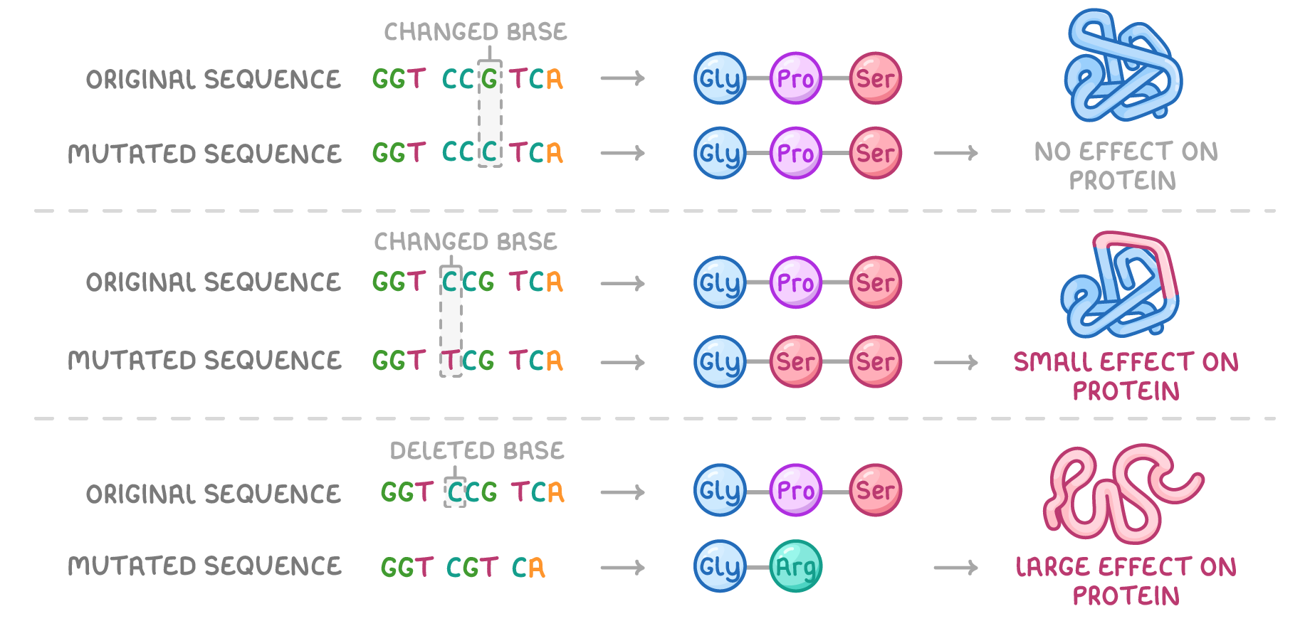 Three rows pair an original and a mutated sequence with the amino acid chain each makes and a folded protein, labelled changed base or deleted base and no, small or large effect on protein.