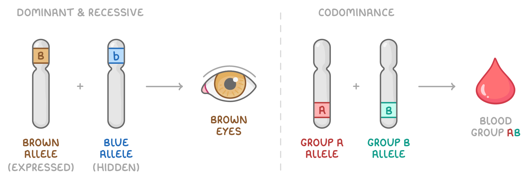 Two panels, dominant & recessive and codominance: chromosomes labelled brown allele (expressed) and blue allele (hidden) point to brown eyes; group A allele and group B allele give a drop labelled blood group AB.