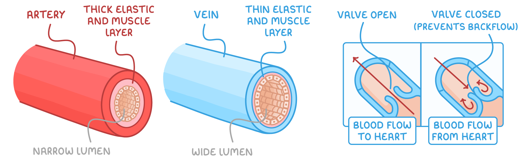 A red artery labelled thick elastic and muscle layer and narrow lumen, a blue vein labelled thin elastic and muscle layer and wide lumen, and a vein valve open then closed, labelled prevents backflow.