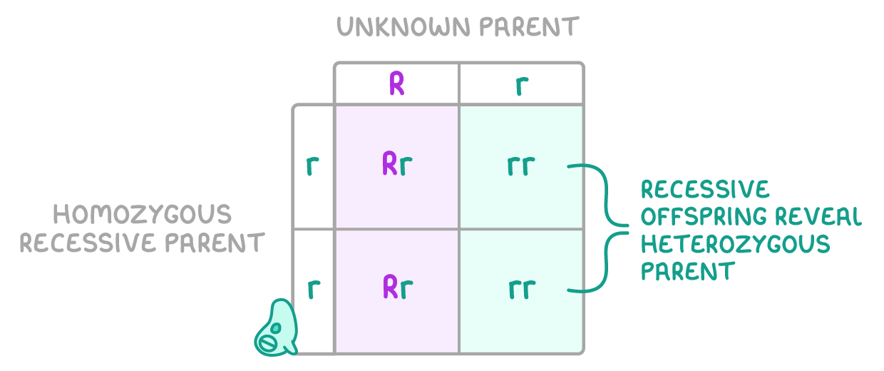 A two-by-two grid, the unknown parent's R and r along the top, the homozygous recessive parent's r and r down the side, cells Rr, rr, Rr and rr, labelled recessive offspring reveal heterozygous parent.